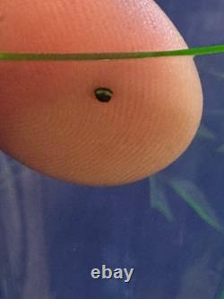 Vintage Uranium Wheel Cut Floral Optic Wine Glasses. Set of 6. Etched