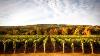 Vintage Wine Estates Highlight